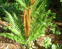 osmunda cinnamomea 4-10.jpg